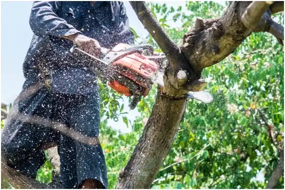 tree services Lake Hallie